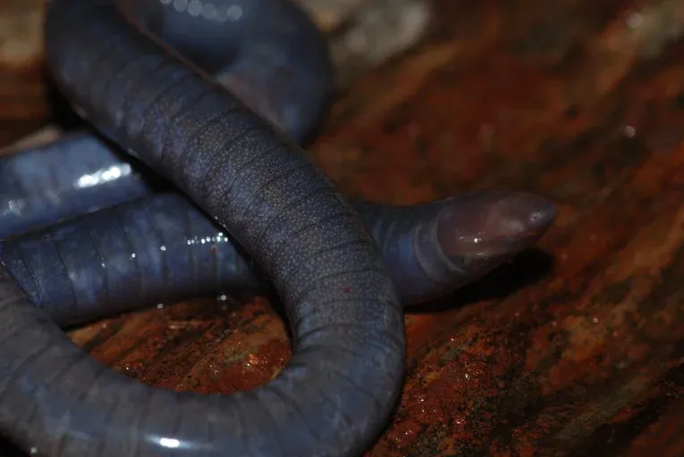 Cryptozoologist Revisits the Mysterious Mulilo, a poisonous giant slug of Central Africa