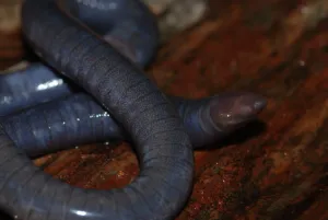 Cryptozoologist Revisits the Mysterious Mulilo, a poisonous giant slug of Central Africa