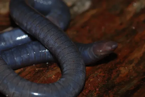 Cryptozoologist Revisits the Mysterious Mulilo, a poisonous giant slug of Central Africa